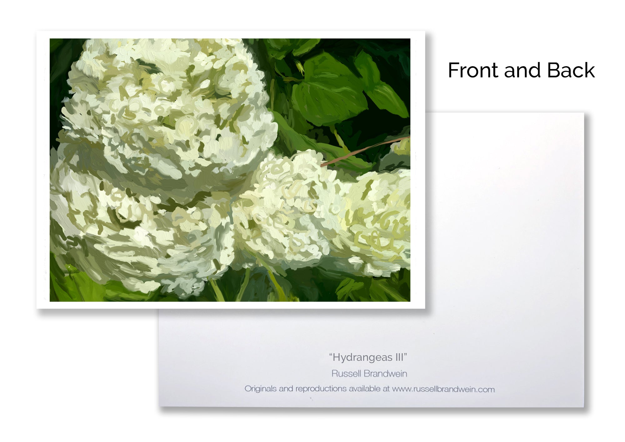 Hydrangeas III