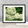 Hydrangeas III Print