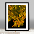 Illuminated Beech Print