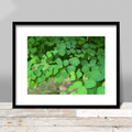 Ivy Shadows Print